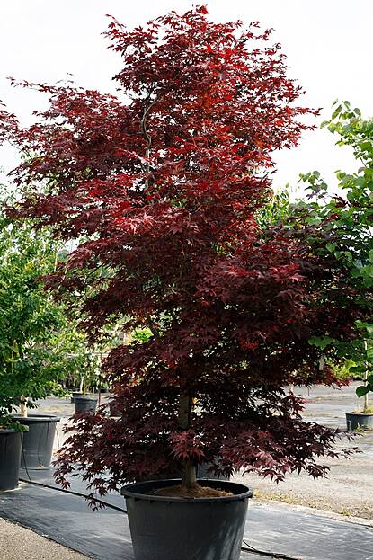 Acer palmatum Bloodgood - Roter Fächer-Ahorn