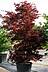 Acer palmatum Bloodgood - Roter Fächer-Ahorn