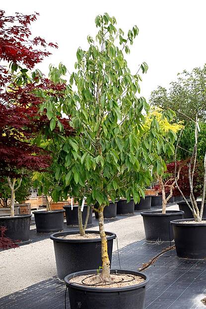 Asimina triloba Sunflower - Indianerbanane