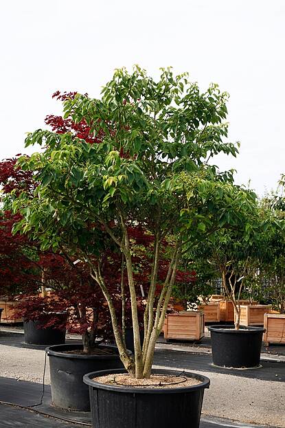 Cornus controversa - Pagoden-Hartriegel