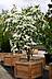Cornus kousa 'China Girl' - Blumenhartriegel