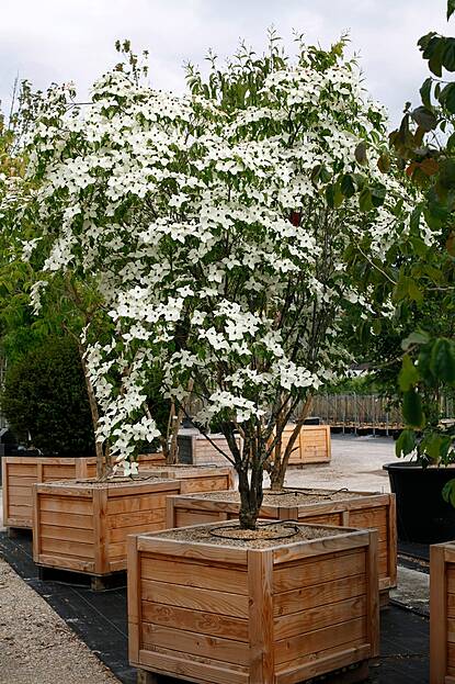 Cornus kousa 'China Girl' - Blumenhartriegel