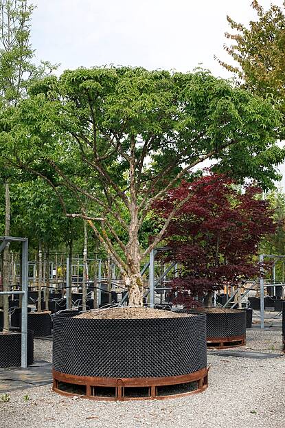 Cornus mas - Kornelkirsche oder auch Tierlibaum