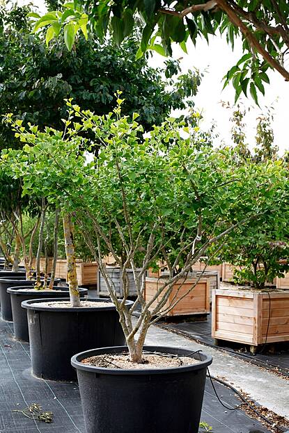 Ginkgo bil. Globosa - Ginkgobaum