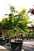 Gleditsia triacanthos Sunburst - Gleditschie