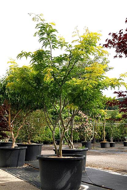 Gleditsia triacanthos Sunburst - Gleditschie