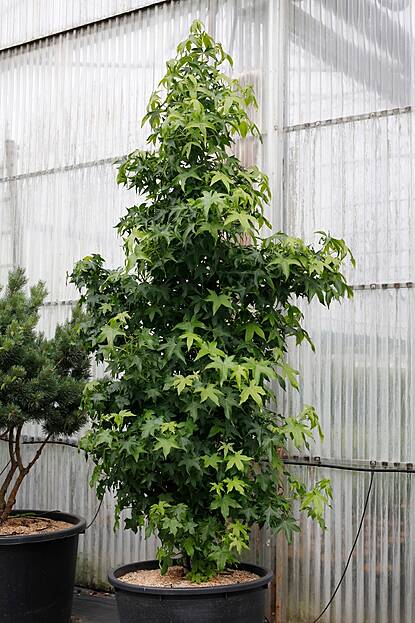 Liquidambar styraciflua - Amberbaum