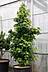 Liquidambar styraciflua - Amberbaum
