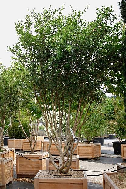 Osmanthus burkwoodii - Frühlings-Duftblüte
