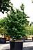 Parrotia persica - Parrotie