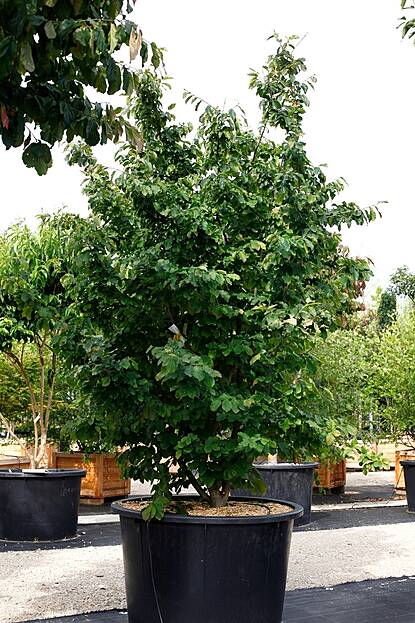 Parrotia persica - Parrotie