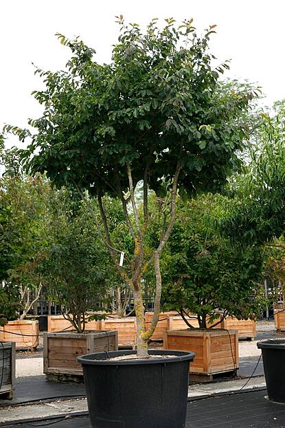 Parrotia persica - Parrotie