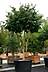 Parrotia persica - Parrotie
