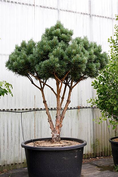 Pinus sylvestris Watereri - Silberkiefer