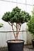 Pinus sylvestris Watereri - Silberkiefer