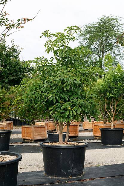 Trochodendron aralioides - Radbaum