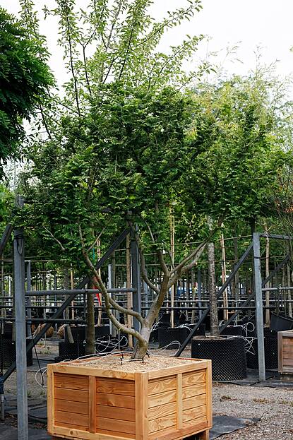 Ulmus minor Jacquel Hillier - Kleinkronige Ulme