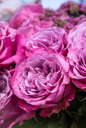 Lassen Sie sich von der grossen Blumenauswahl inspirieren!