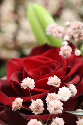 Klassiker: Rosen zum Valentinstag