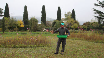 Unser Obergärtner Mario Moser beim Ausbringen der Blumenzwiebeln.