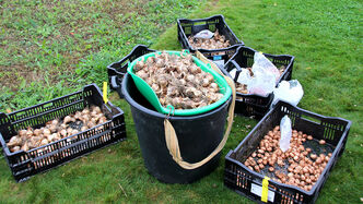 Damit die Blumenwiese auch wirklich bunt wird, werden die zu pflanzenden Blumenzwiebeln vorher gut durchmischt.