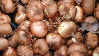 Die Zwiebeln für die Krokusse sind zum Einpflanzen bereit.