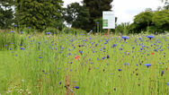Im Mai ist die Blumenwiese bereits dicht bewachsen.