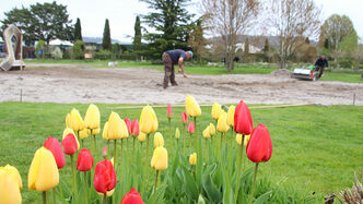Während bereits die Tulpen blühen, wird der Boden für die Ansaat vorbereitet.