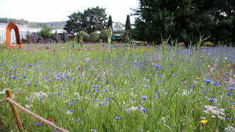Bereits kurz nach dem Einpflanzen stand die die Blumenwiese in voller Blüte.