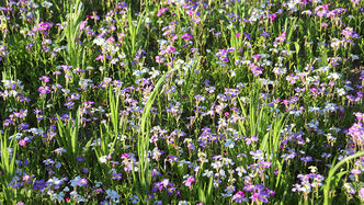 Auch aus der Nähe lohnt sich ein Blick in die blühende Vielfalt; hier zu sehen ist v.a. marokkanisches Leinenkraut (Linaria).
