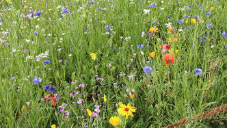 Eine andere Nahaufnahme, u.a. von Ringelblumen (Dimorphoteca).