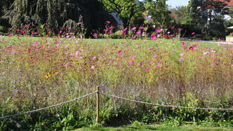 In dieser Nahaufnahme sind besonders die Schmuckkörbchen (Cosmea, in Purpurtönen) zu sehen.