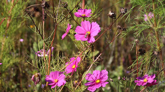 Die Blüte eines Schmuckkörbchens.