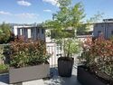 Terrassenbegrünung