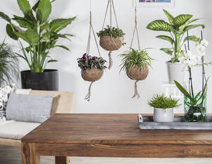 Individuelle Zimmerpflanzenberatung