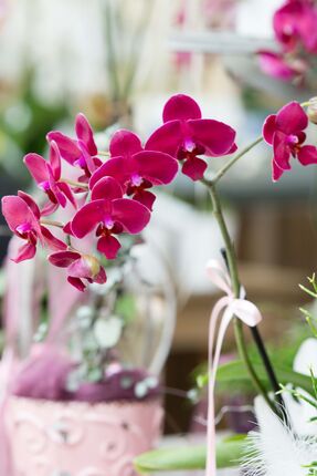 Floristik-Abo: Wo Freude wächst