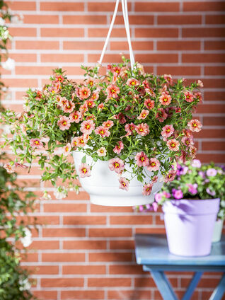 Für die optimale Wahl Ihres Sommerflors ist es ratsam, die gegebenen Verhältnisse auf Ihrem Balkon oder Garten genau anzuschauen.