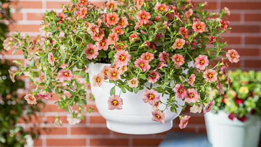 Für die optimale Wahl Ihres Sommerflors ist es ratsam, die gegebenen Verhältnisse auf Ihrem Balkon oder Garten genau anzuschauen.