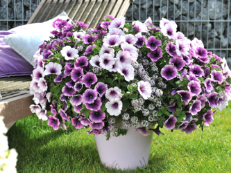 Petunie 'hybride Red Fox Confetti'