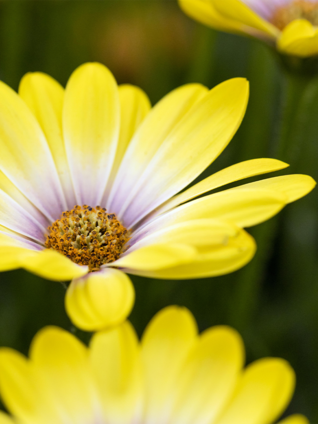 Auch das Kapkörbchen gehört zu den Klassikern des Sommerflors und ähnelt äusserlich sehr der Margerite.