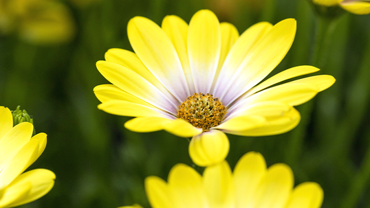 Auch das Kapkörbchen gehört zu den Klassikern des Sommerflors und ähnelt äusserlich sehr der Margerite.