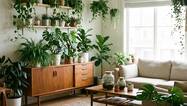 Grüne Oase für Ihr Zuhause: Vielfältige Zimmerpflanzen