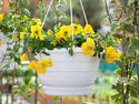 Dekorative Blumenampeln