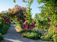Rosenbogen im Schaugarten