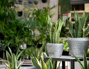 Grüne Oase für Ihr Zuhause: Vielfältige Zimmerpflanzen