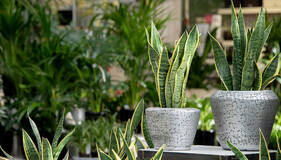 Grüne Oase für Ihr Zuhause: Vielfältige Zimmerpflanzen