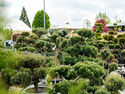 Gartenbonsai in vielen Formen