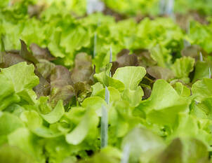 Wohlschmeckendes Gemüse und feine Salate