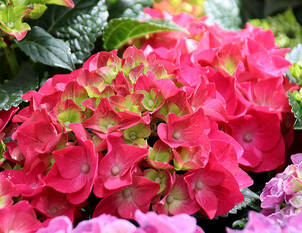 Winterharte Pflanzen in grosser Auswahl