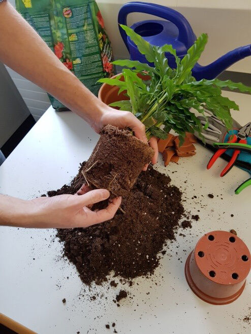 Schnell wachsende und junge Pflanzen müssen häufiger umgetopft werden als ausgewachsene Exemplare.